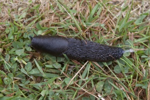 316-2037 Slug in Ketchikan